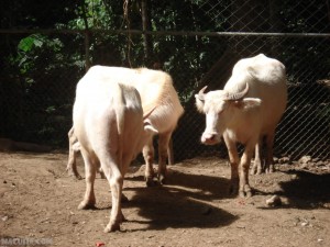Albino Carabaos