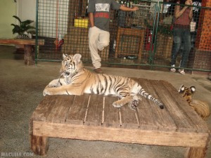 Baby Tiger