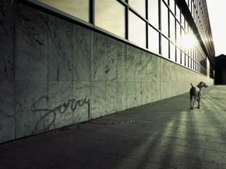 Dog Says Sorry
