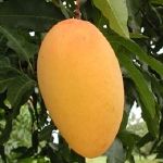 Mangga