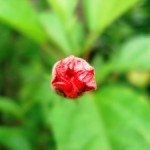 My First Attempt At Digital Photography
