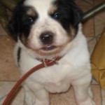 Meet Doogle! 