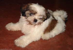 Shih Tzu Puppy