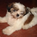 There’s A Shih Tzu Puppy In The House