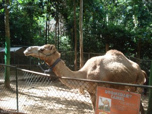 Camel Daw Sya