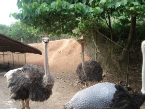 The Smiling Ostrich